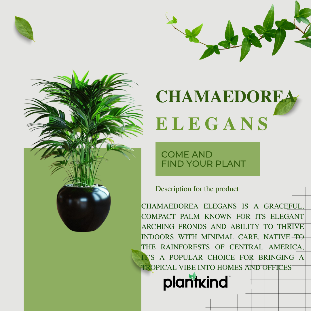 Chamaedorea Elegans|Air Purifier Plant |Indoor |outdoor Plants Pack of 1