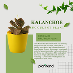 Kalanchoe Succulent Plant | Indoor Plant | Succulent Plant | 1 Live Plant