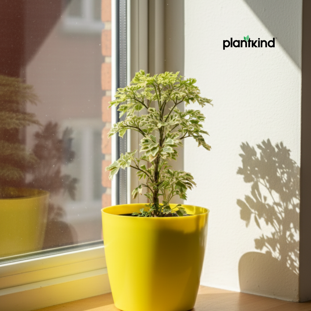 Ming Aralia Plant | Indoor Plant | 1 Live Plant | Small