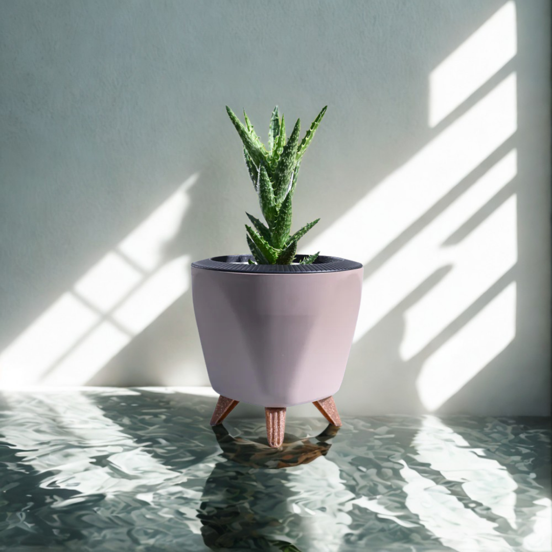 Aloe Juvenna Plant | Air purifying Plant | Indoor Plant | Pack Of 1