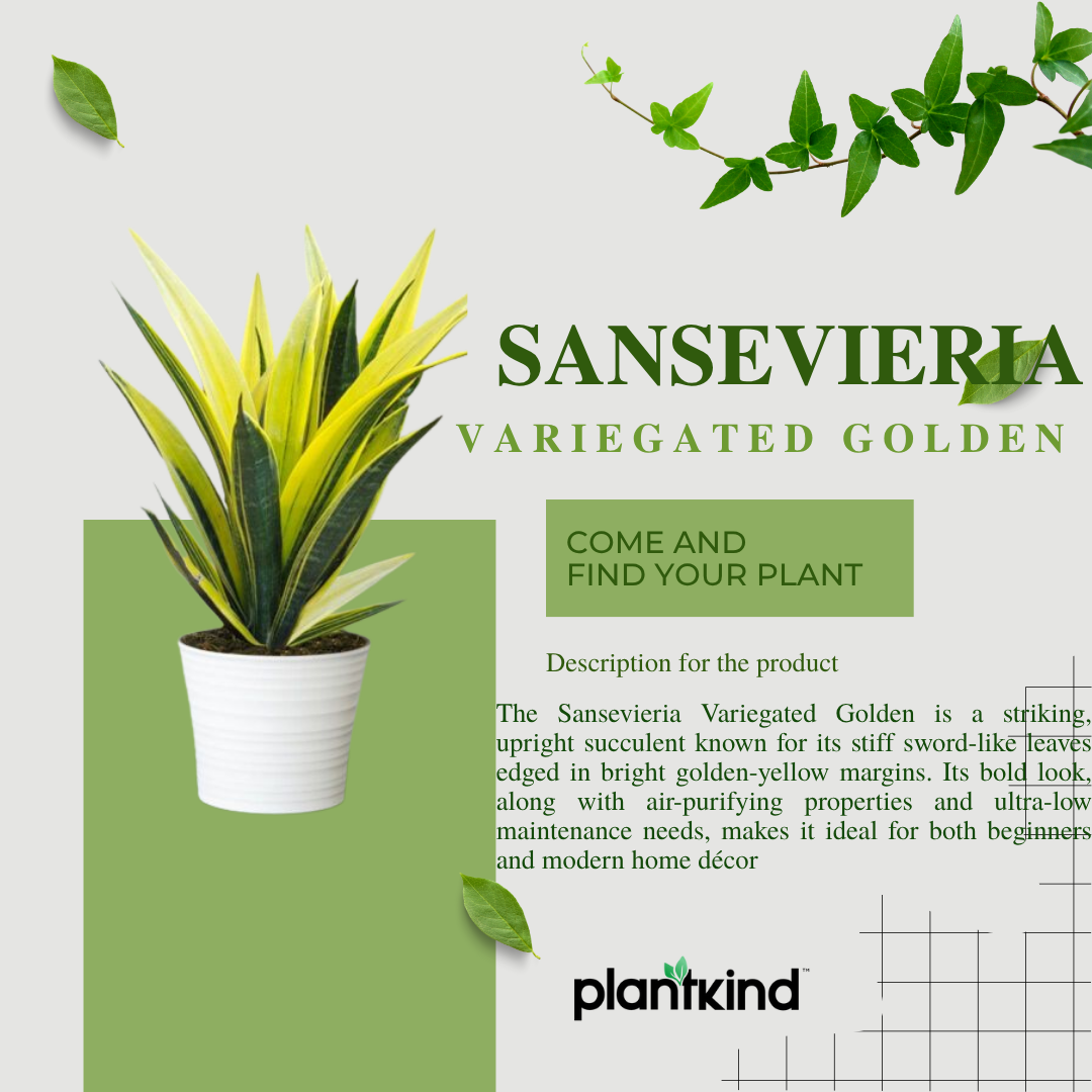 Sansevieria Variegated Golden|Live Plant |Easy to  Maintenance Pack of 1