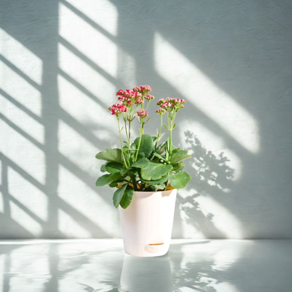 Kalanchoe Plant - Pink