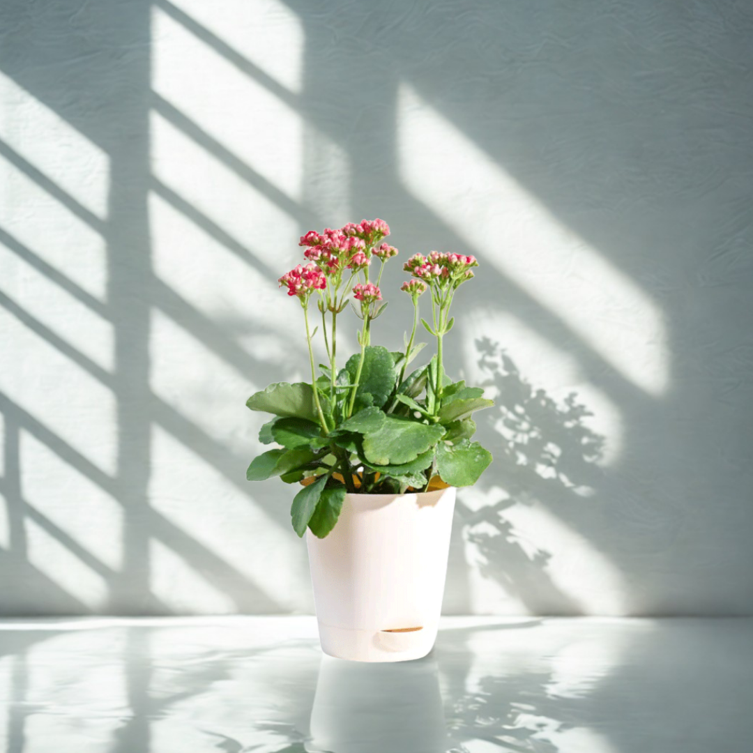 Kalanchoe Plant - Pink