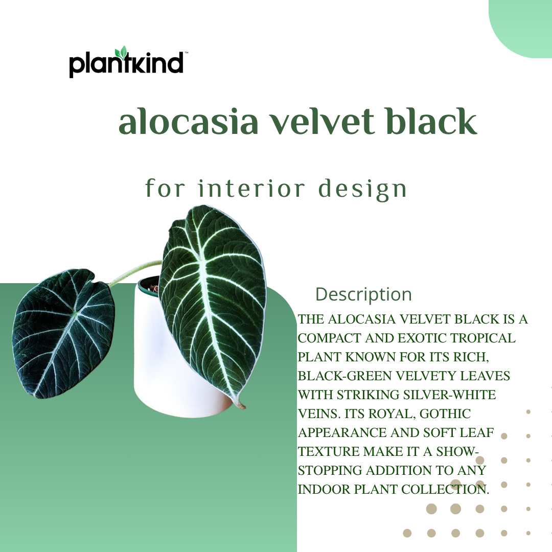 Alocasia Velvet Black| Velveta Black  |Indoor Plant Pack of 1
