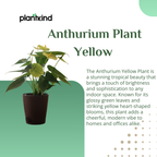 Anthurium Plant Yellow | Indoor Plant | 1 Live Plant