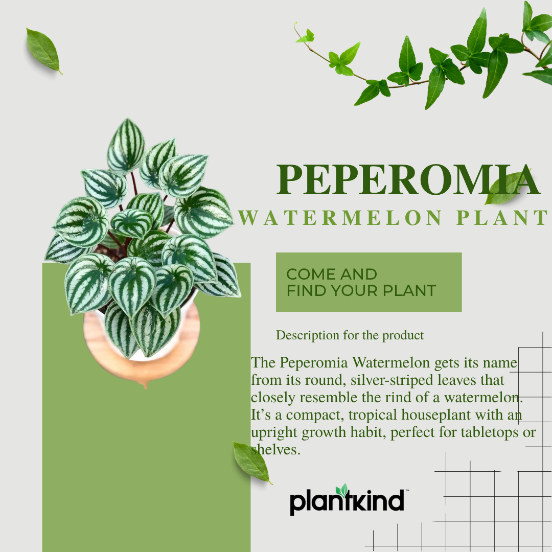 Peperomia Watermelon Plant |Live Beautiful| Charming | Indoor Plant Pack of 1