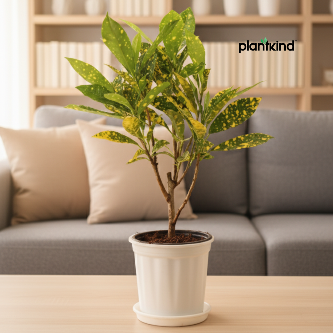 Croton Codiaeum Variegatum Plant |Ornamental Plant| Indoor Plant | Outdoor Plant| 1 Live Plant