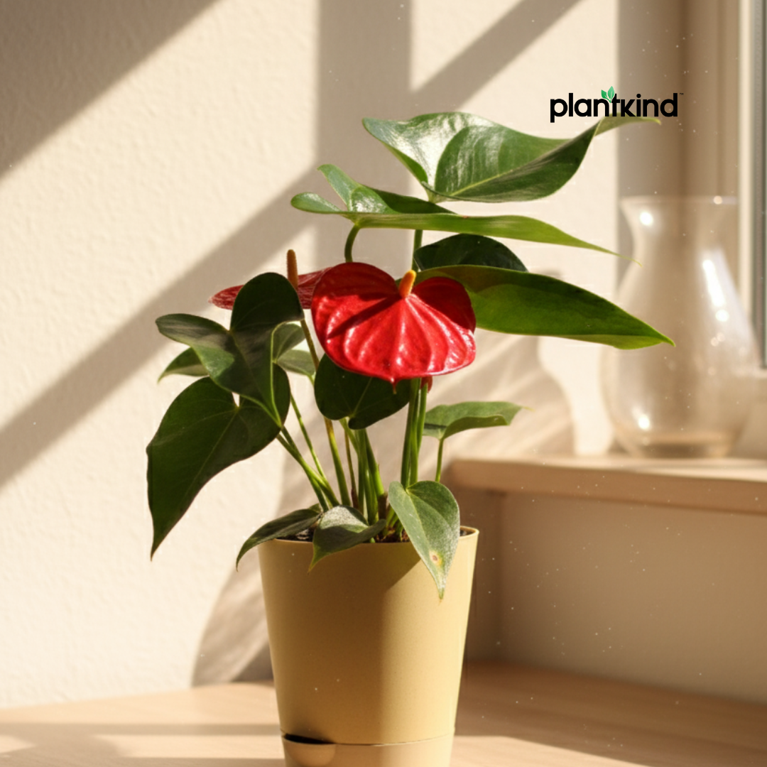 Anthurium Red Plant | Flowering Plant | Indoor Plant | Outdoor Plant | 1 Live Plant | Medium