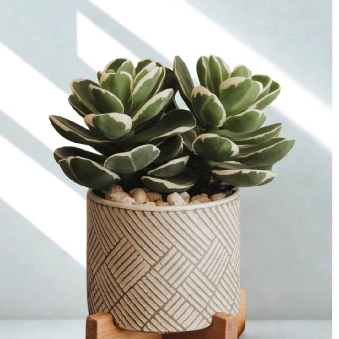 Crassula Ovata Variegated | Indoor Plant | 1 Live Plant