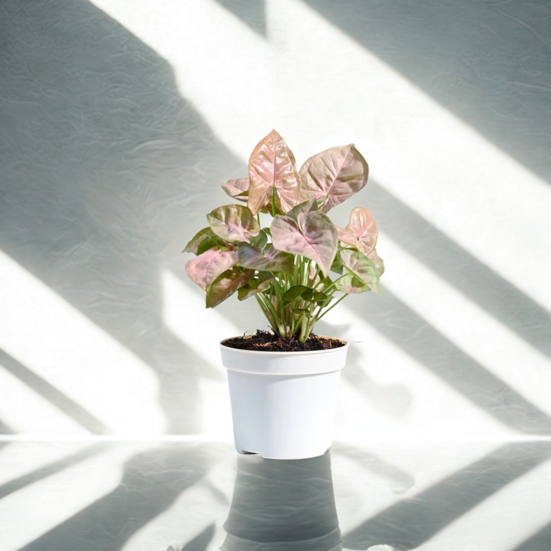 Syngonium Pink Plant | Indoor Ornamental Plant | 1 Live Plant