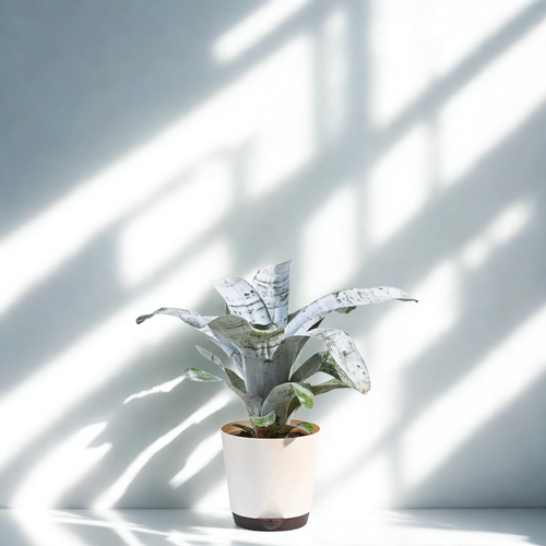 Aechmea Fasciata Plant | Air purifying Plants | Indoor Plant | Pack of 1