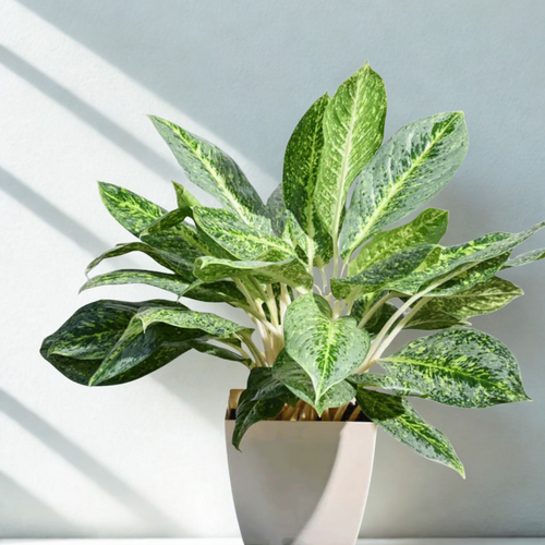 Aglaonema Butterfly Plant  |  Indoor Plant | Pack of 1