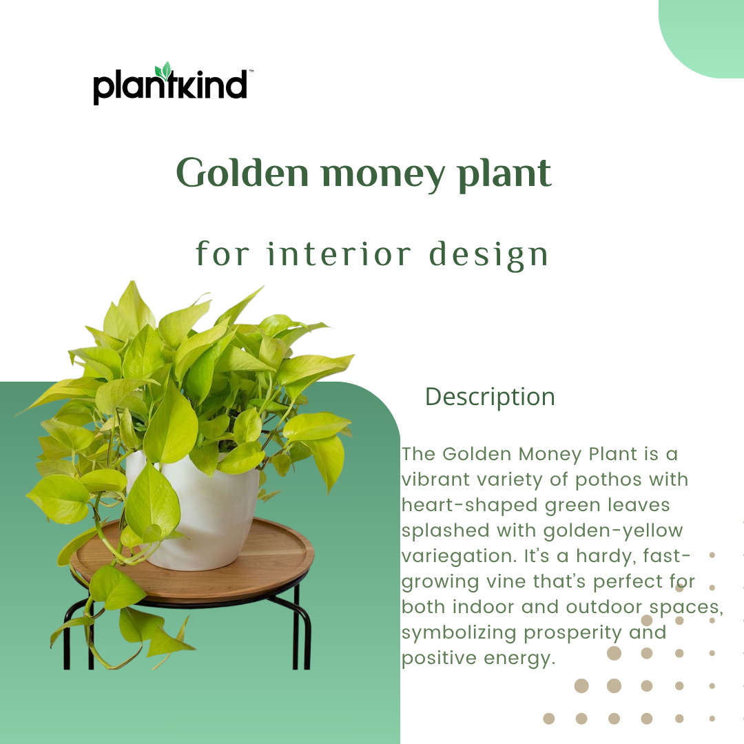 Golden Money Plant |Golden  Pothos| Live Indoor Plants Pack of 1