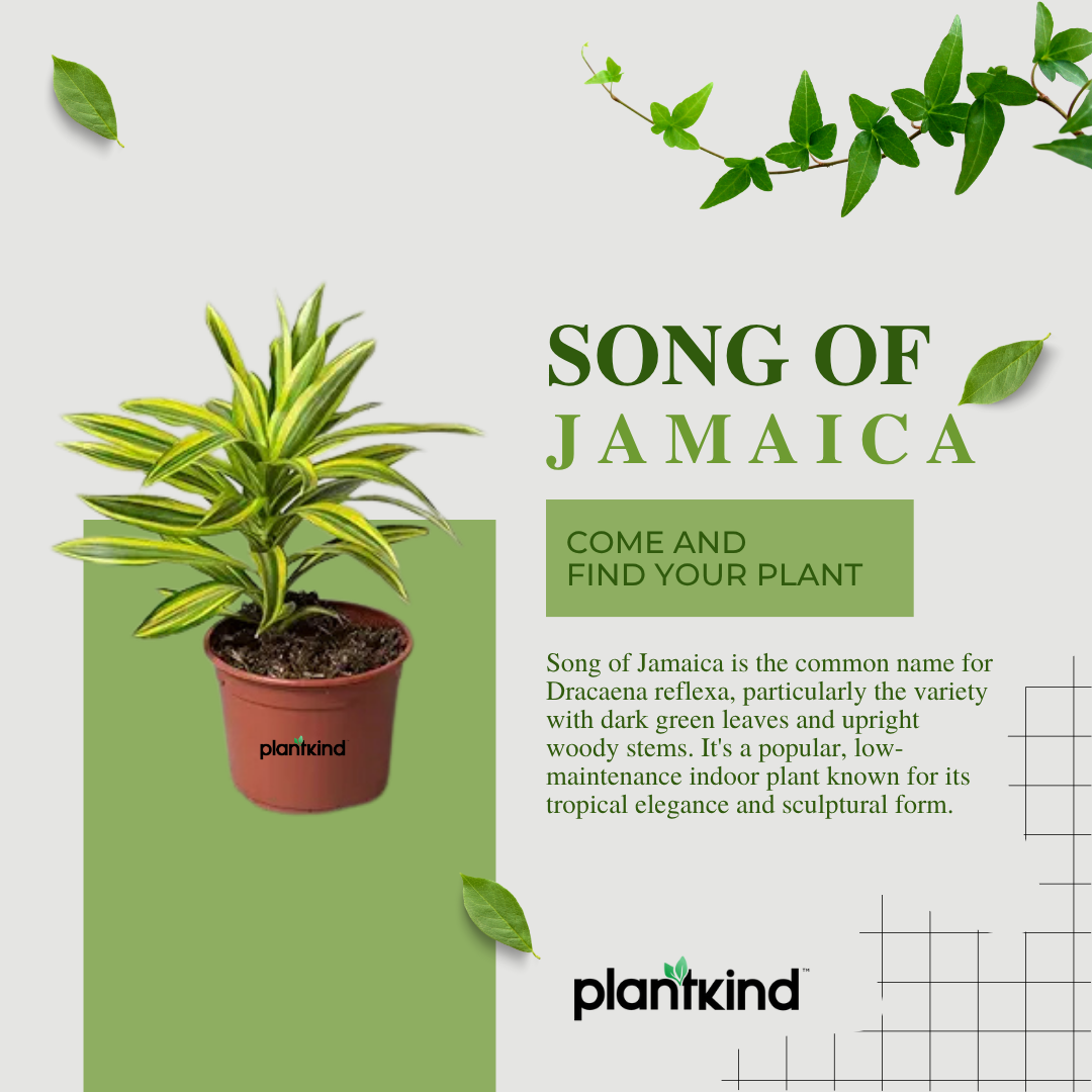 Song Of Jamaica Plant | Air Purifying Plant | Pack Of 1