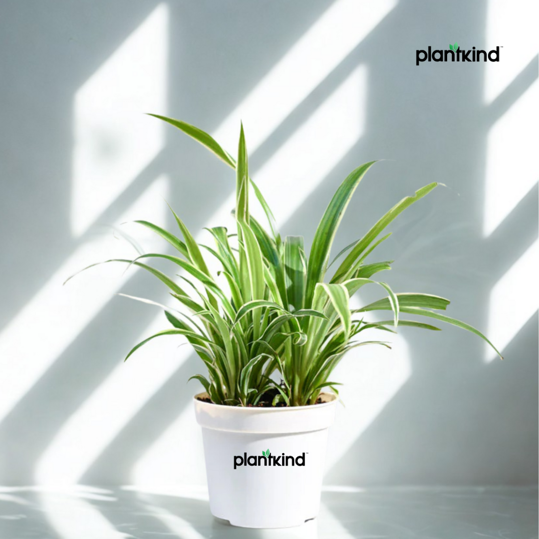 Chlorophytum Spider Plant |Low Maintenance Plant | Indoor Plant | Pack of 1