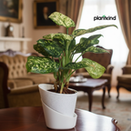 Dieffenbachia Cheetah Plant | Indoor Plant | 1 Live Plant| Small