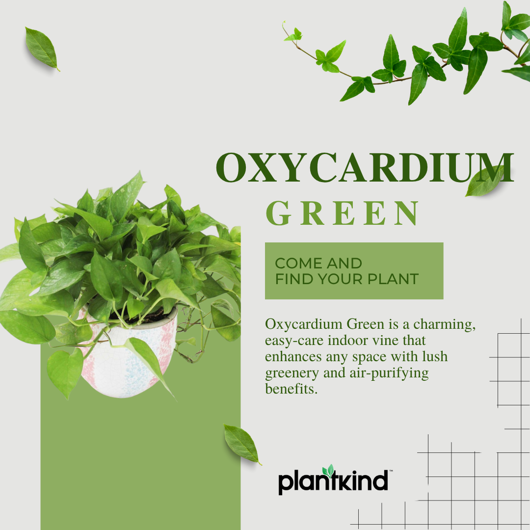 Philodendron Oxycardium Green Plant | Air- Purifying Plant | Indoor Plant | Pack Of 1