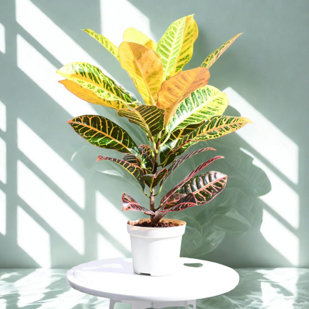Croton Petra | Indoor Plant | 1 Live Plant