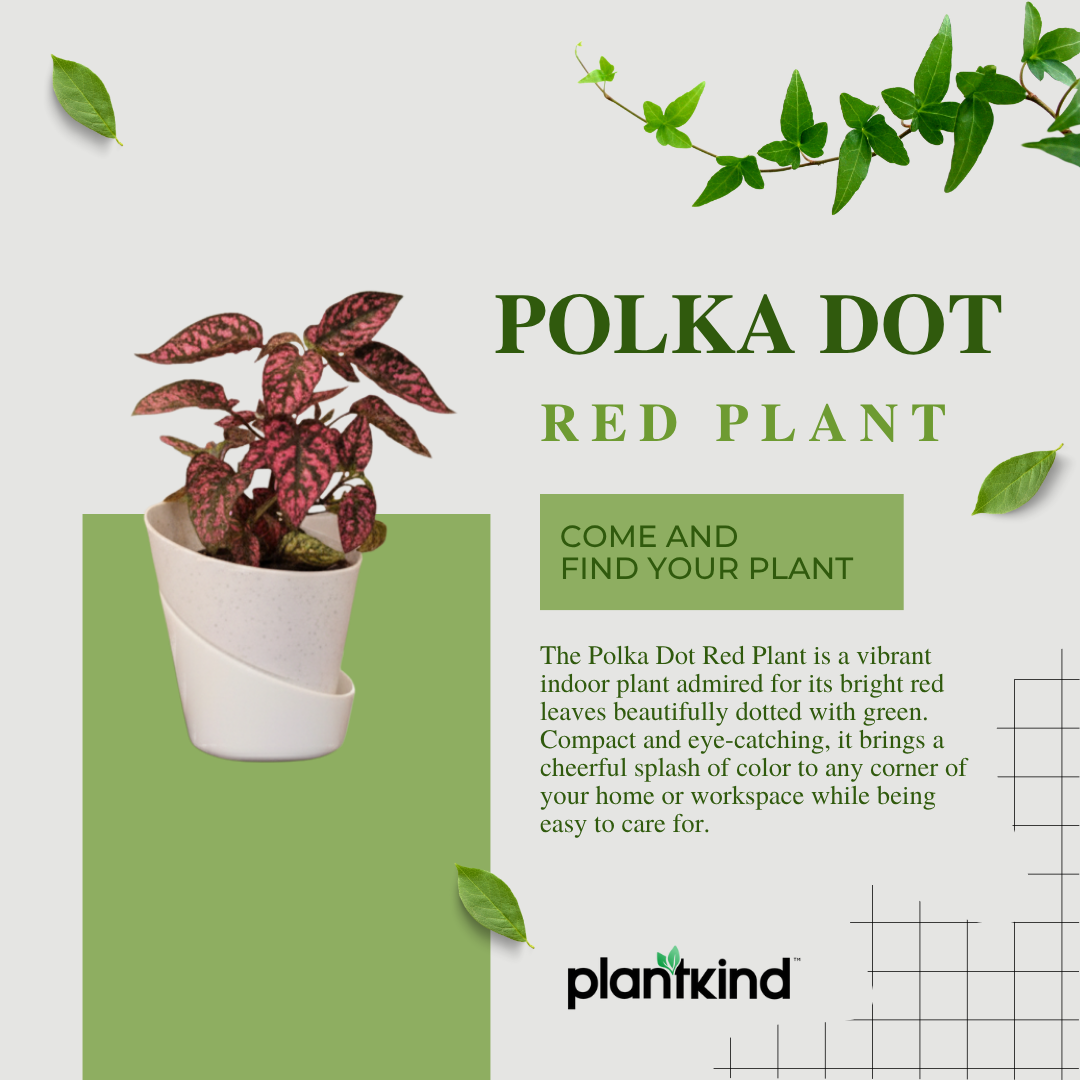 Polka Dot Plant( Red) | Foliage Plant | Outdoor Plant | Indoor Plant| 1 Live Plant | Small