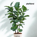 Ficus Lyrata Bambino - Live Indoor Plant