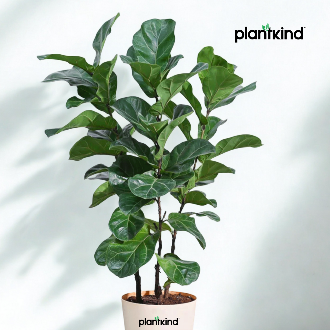 Ficus Lyrata Bambino - Live Indoor Plant