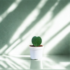 Heart Hoya Plant | Succulent Plant | Indoor Ornamental Plant | 1 Live Plant