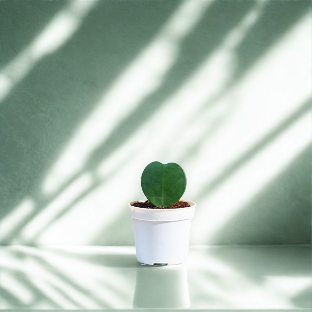 Heart Hoya Plant | Succulent Plant | Indoor Ornamental Plant | 1 Live Plant