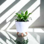 Dracaena Compacta Plant | Indoor Ornamental Plant | 1 Live Plant