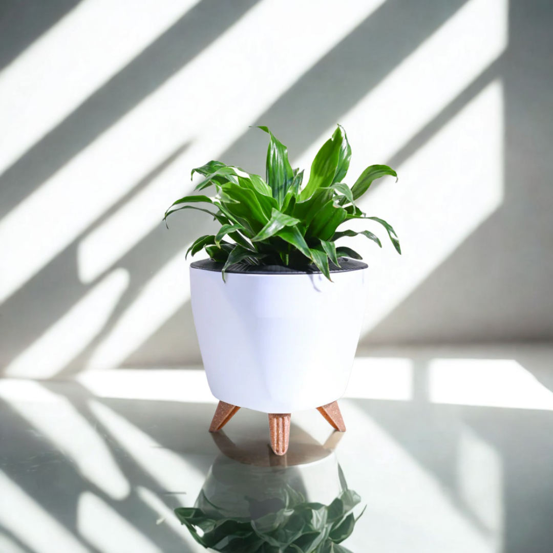 Dracaena Compacta Plant | Indoor Ornamental Plant | 1 Live Plant