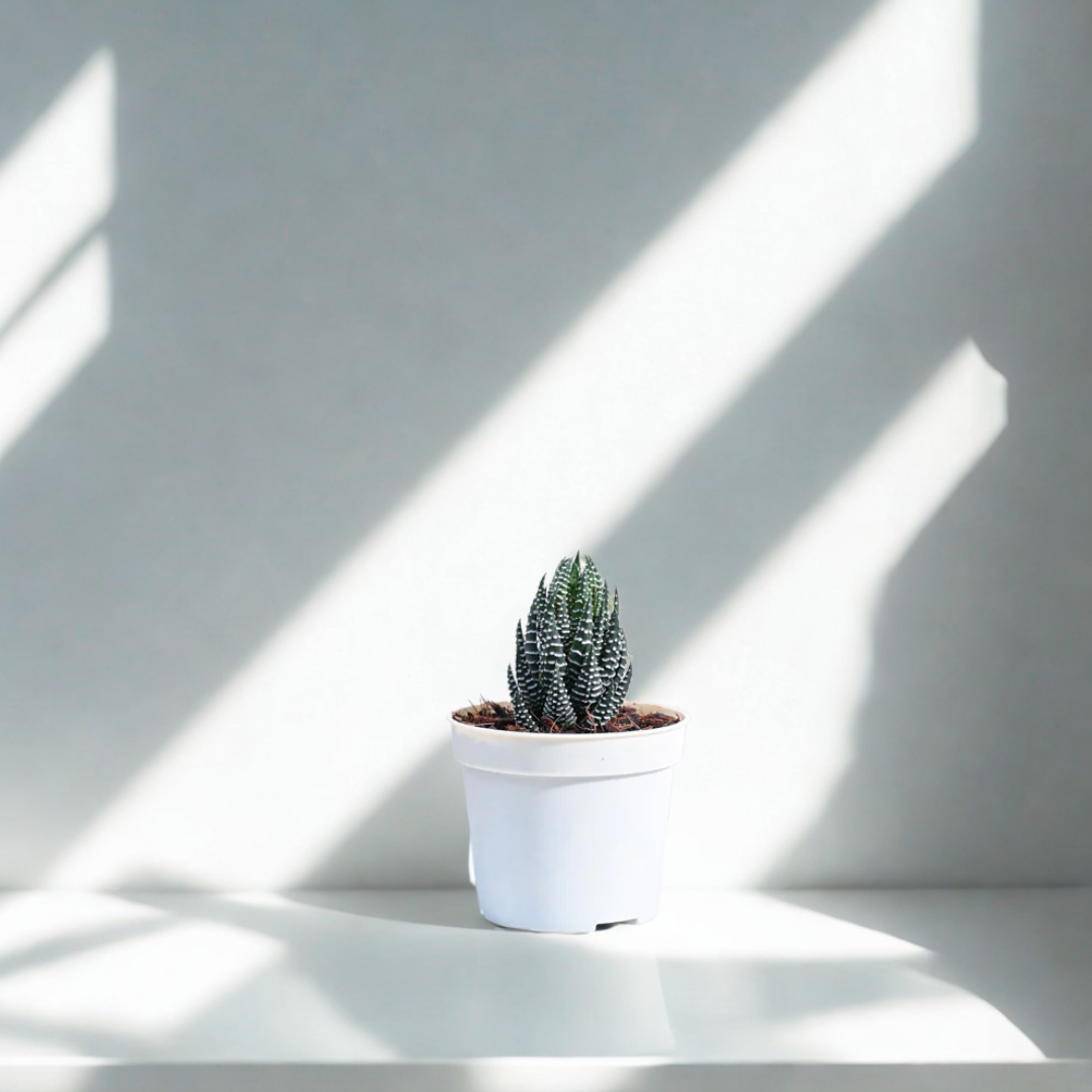 Haworthia Coarctata Plant | Indoor Plant | Succulent Plant | 1 Live Plant
