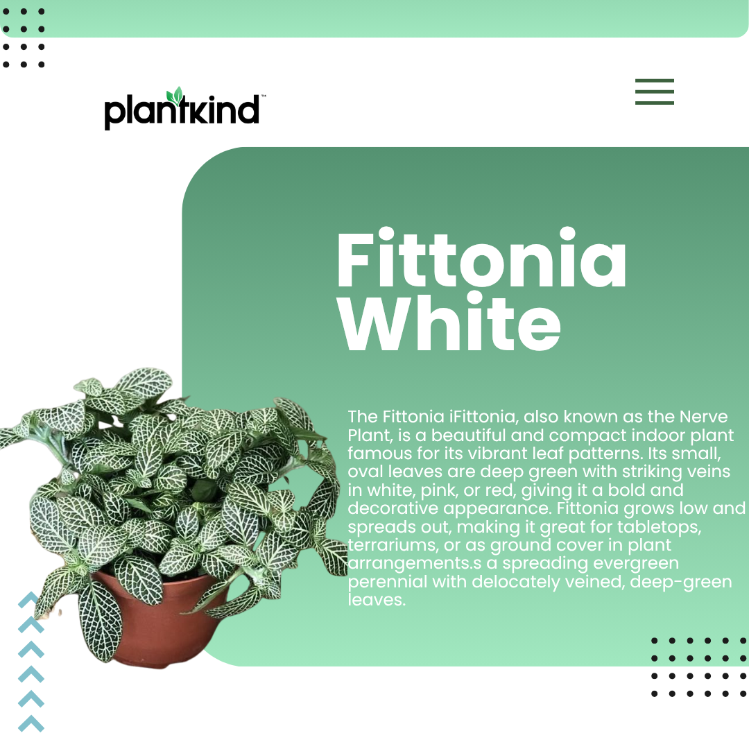 Fittonia White Plant | Nerve Plant | Indoor Plant | Pack of 1