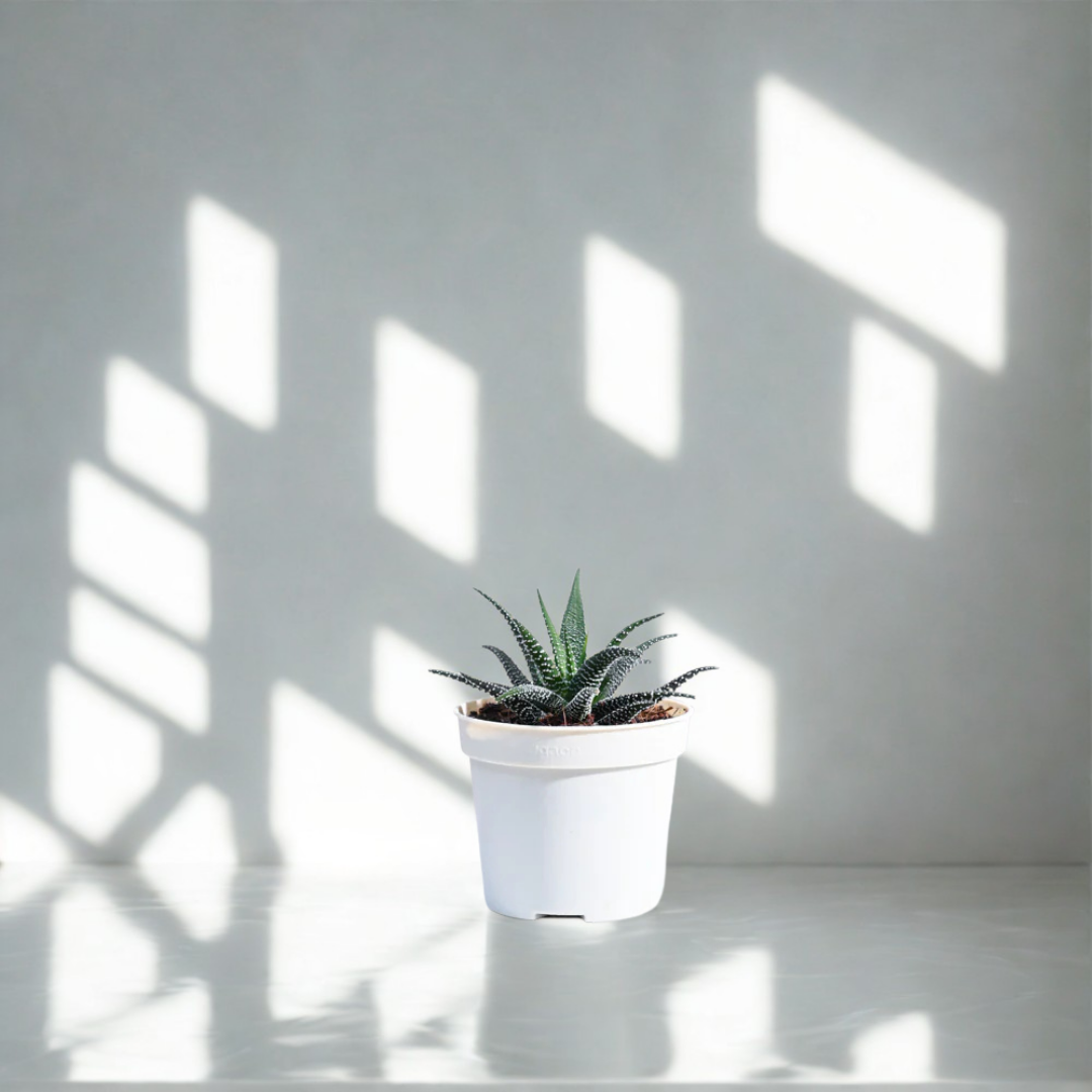 Haworthia Fasciata Plant | Succulent Plant | Indoor Plant | 1 Live Plant
