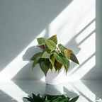 Philodendron Micans Plant