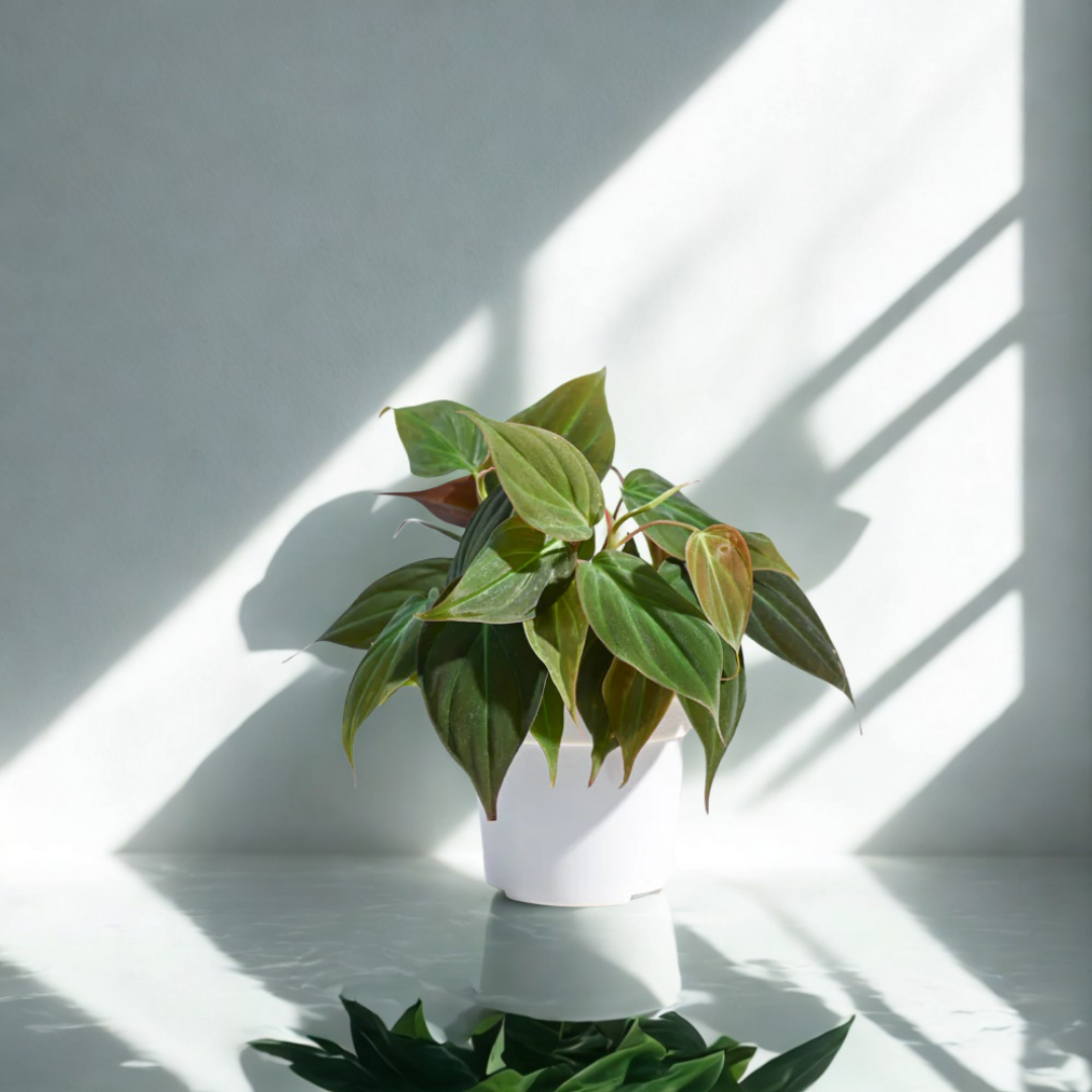Philodendron Micans Plant