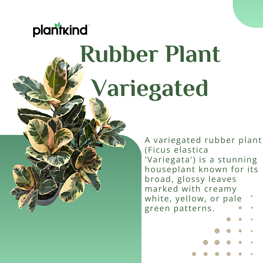 Rubber Plant Variegated | Indoor Plant | Outdoor Plant | Pack of 1