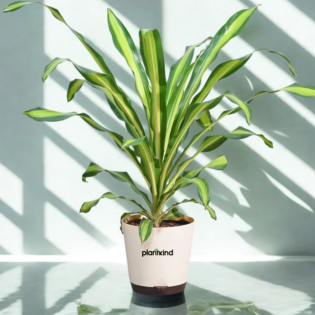 Draceana Dara Singh Plant | Ornamental foliage plant | Indoor Plant | Pack of 1