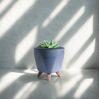 Echeveria Pegasus | Succulent Plant | Indoor Plant | 1 Live Plant