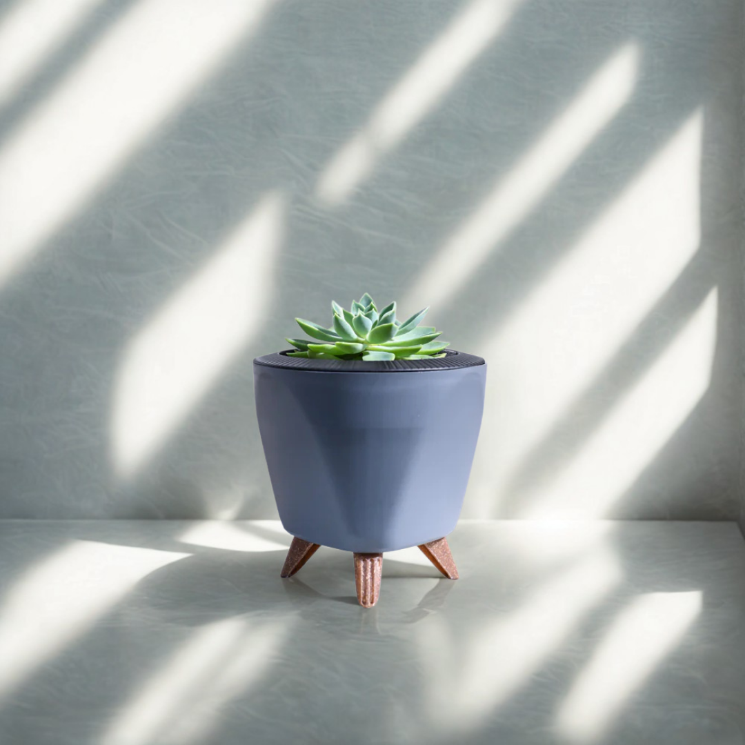 Echeveria Pegasus | Succulent Plant | Indoor Plant | 1 Live Plant