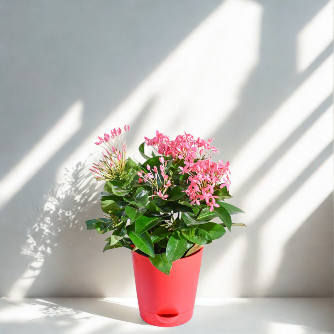 Ixora (Rugmini) Plant - Pink