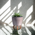 Haworthia Limifolia var. Ubomboensis | Succulent Plants | Indoor Plants | 1 Live Plant