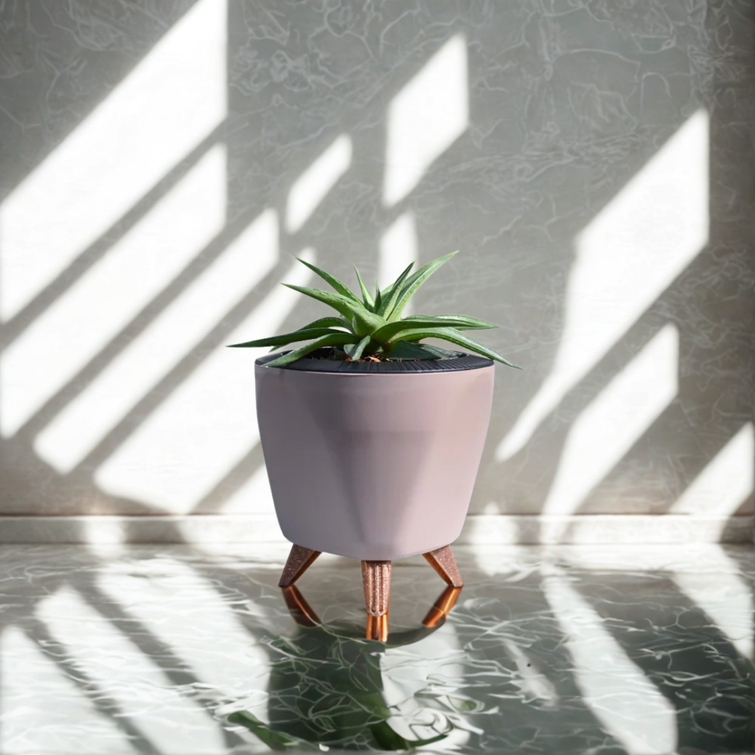 Haworthia Limifolia var. Ubomboensis | Succulent Plants | Indoor Plants | 1 Live Plant