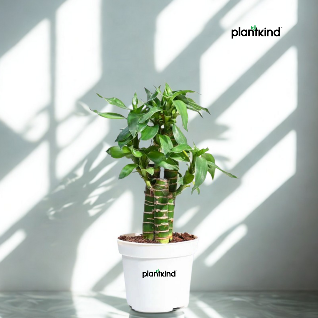 Lotus Bamboo Plant 3 sticks | Indoor Plant | Pack Of 1