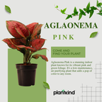 Aglaonema Pink Plant | Indoor Plant | Good Luck Plant | Pack of 1