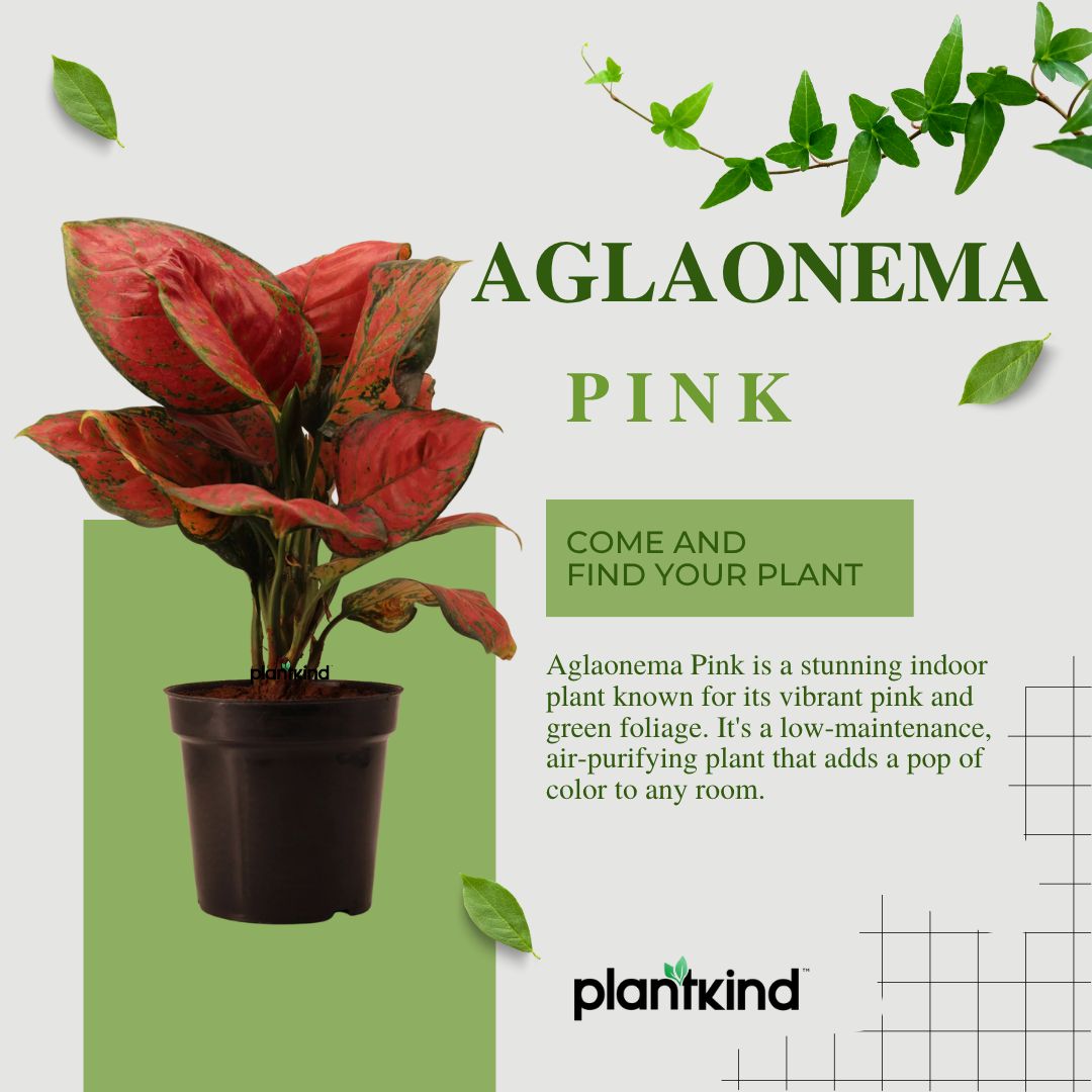 Aglaonema Pink Plant | Indoor Plant | Good Luck Plant | Pack of 1
