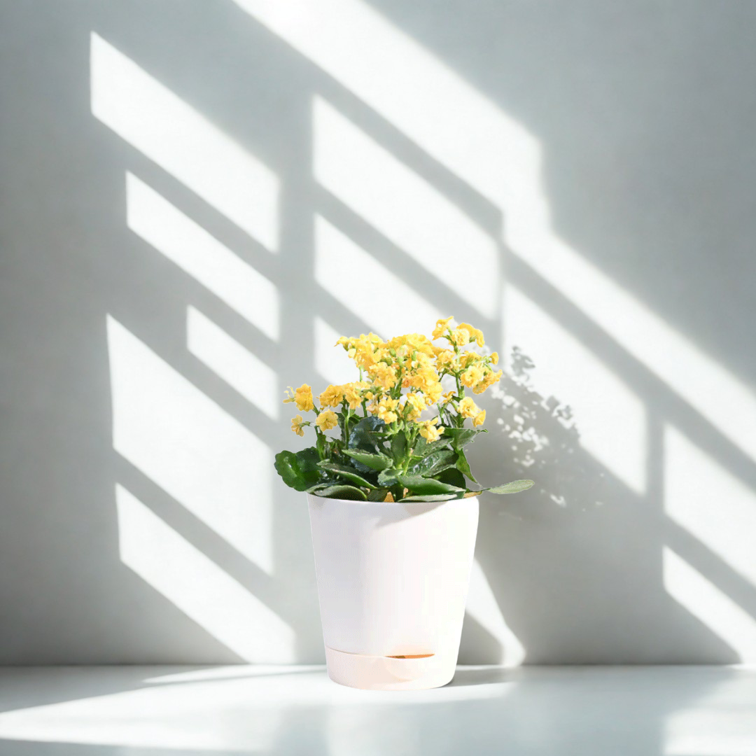 Kalanchoe Plant - Yellow Plant