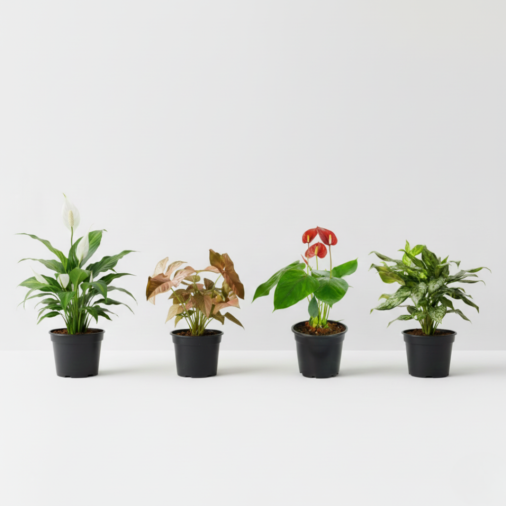 Indoor Elegance Collection