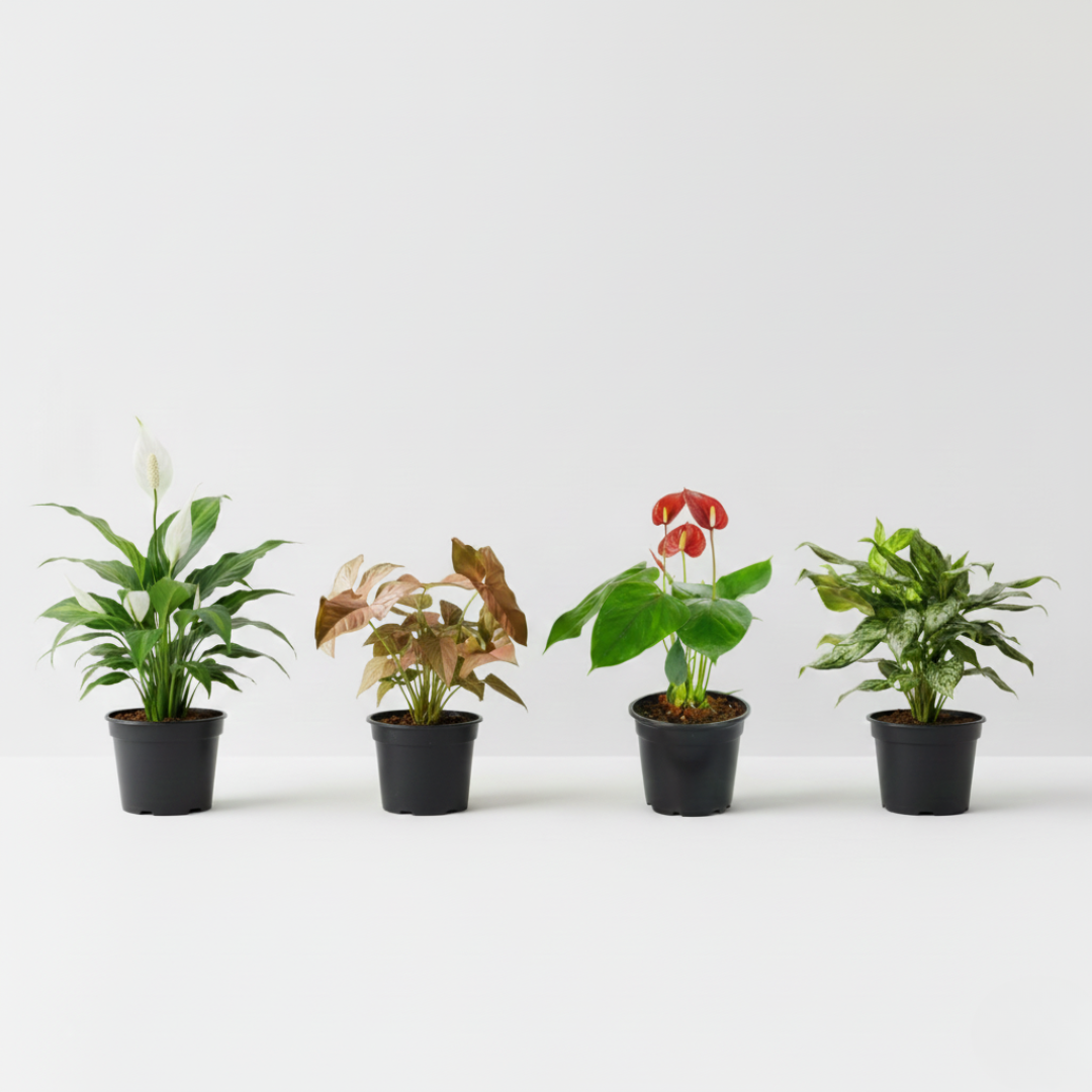 Indoor Elegance Collection