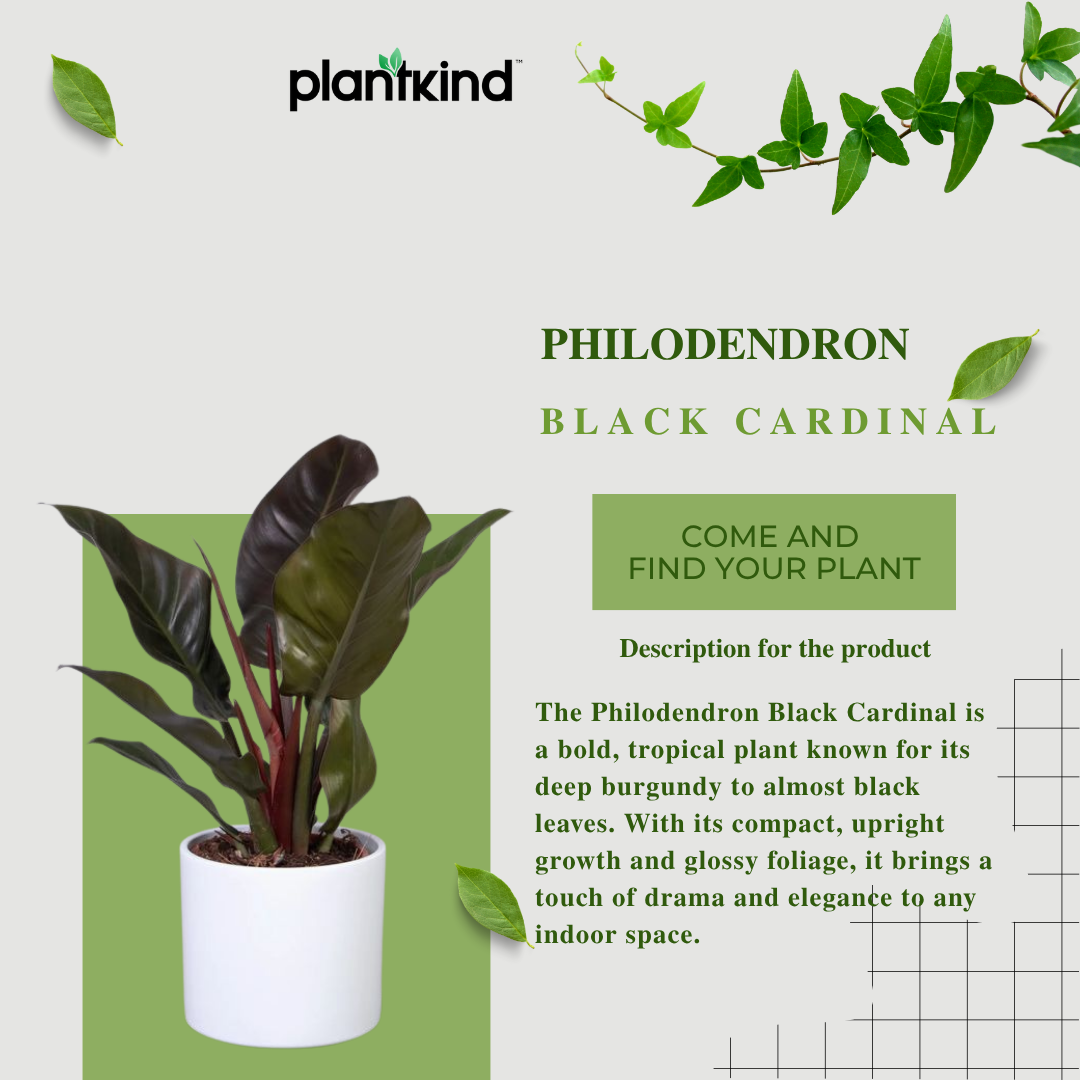 Philodendron Black Cardinal |l Live Indoor Plants |Low  Maintenance Plant Pack of 1 | Small