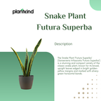 Snake Plant - Futura Superba | Air Purifying Plant | Indoor Plant | 1 Live Plant