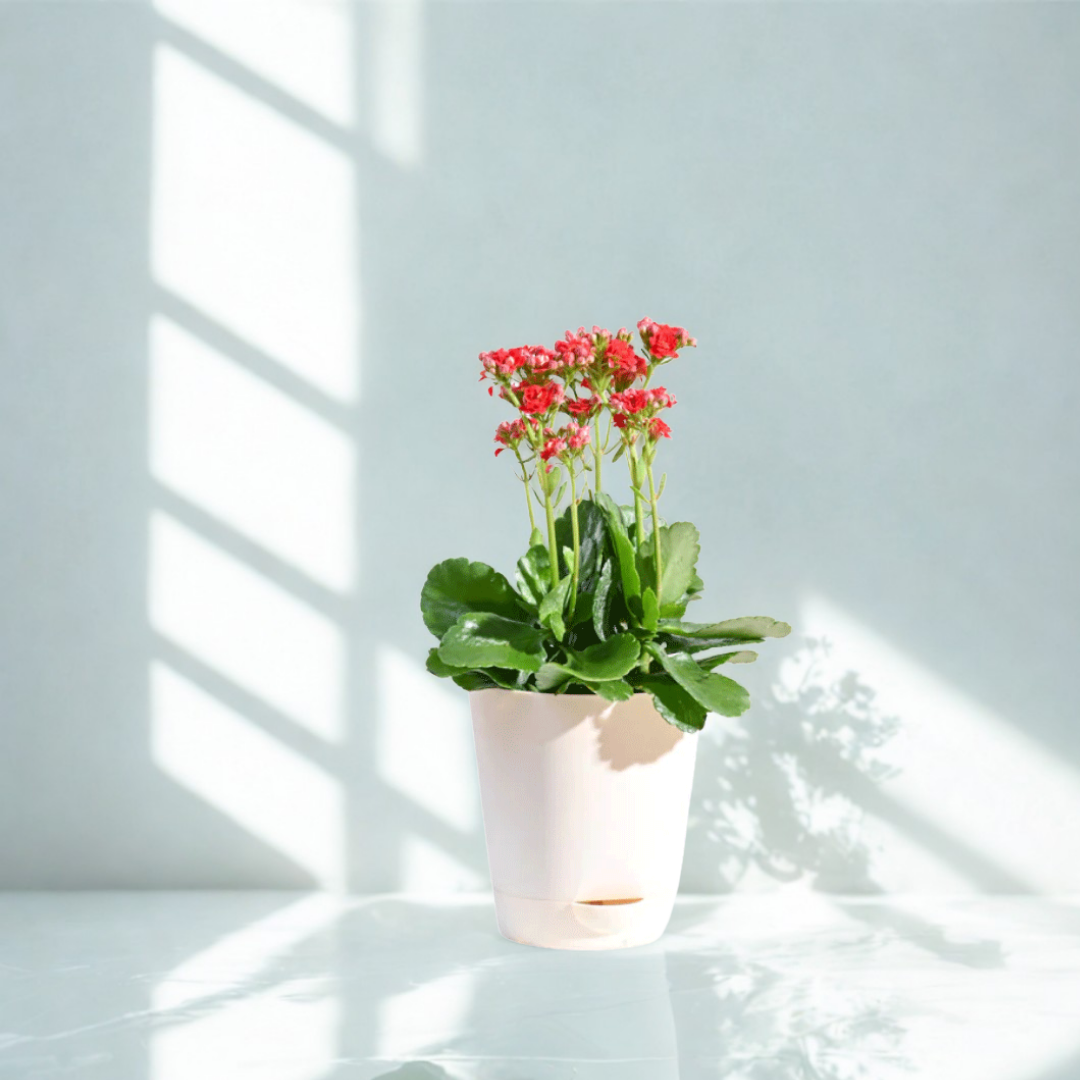 Kalanchoe Plant - Red